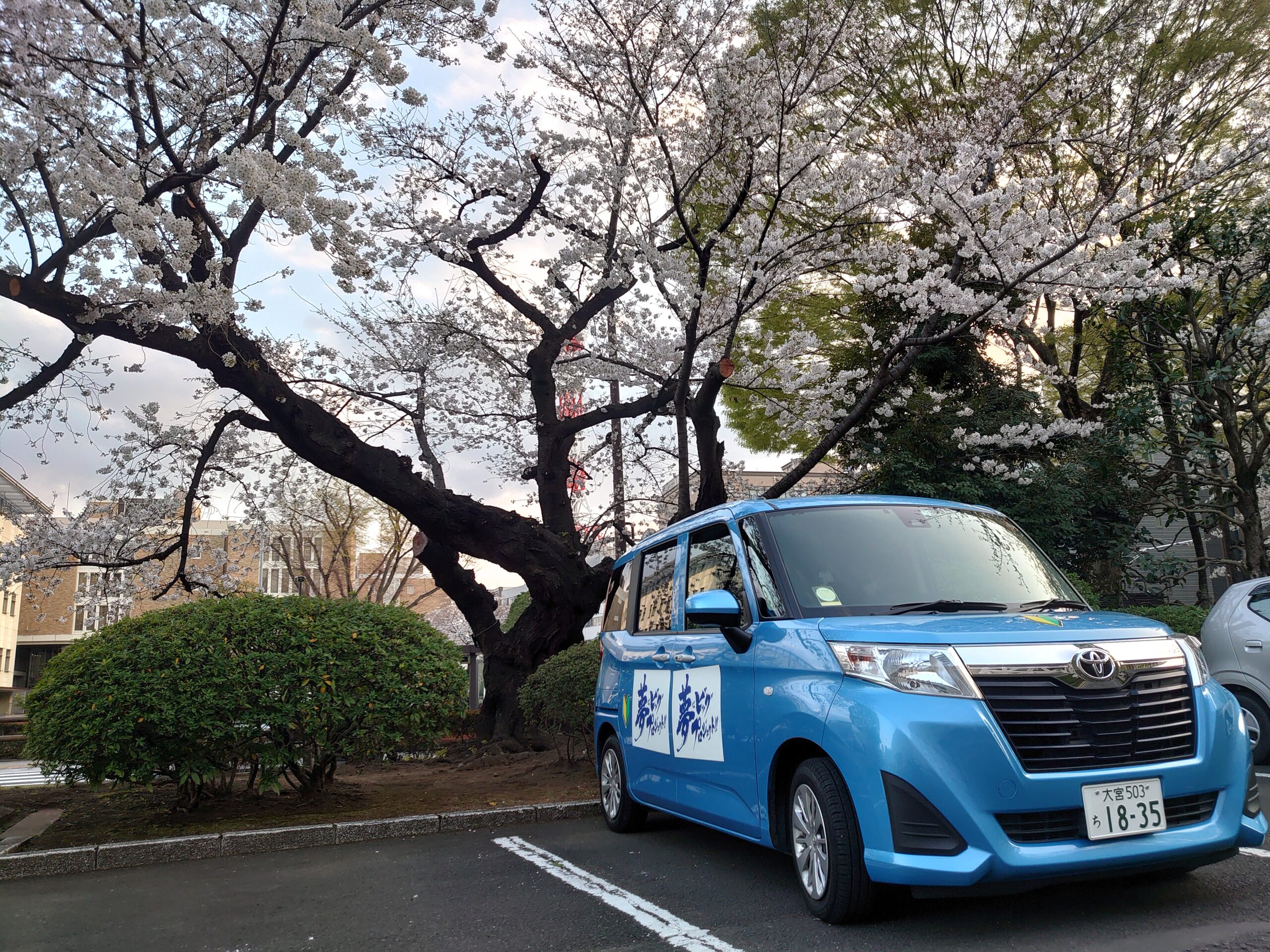 県庁桜と専用車