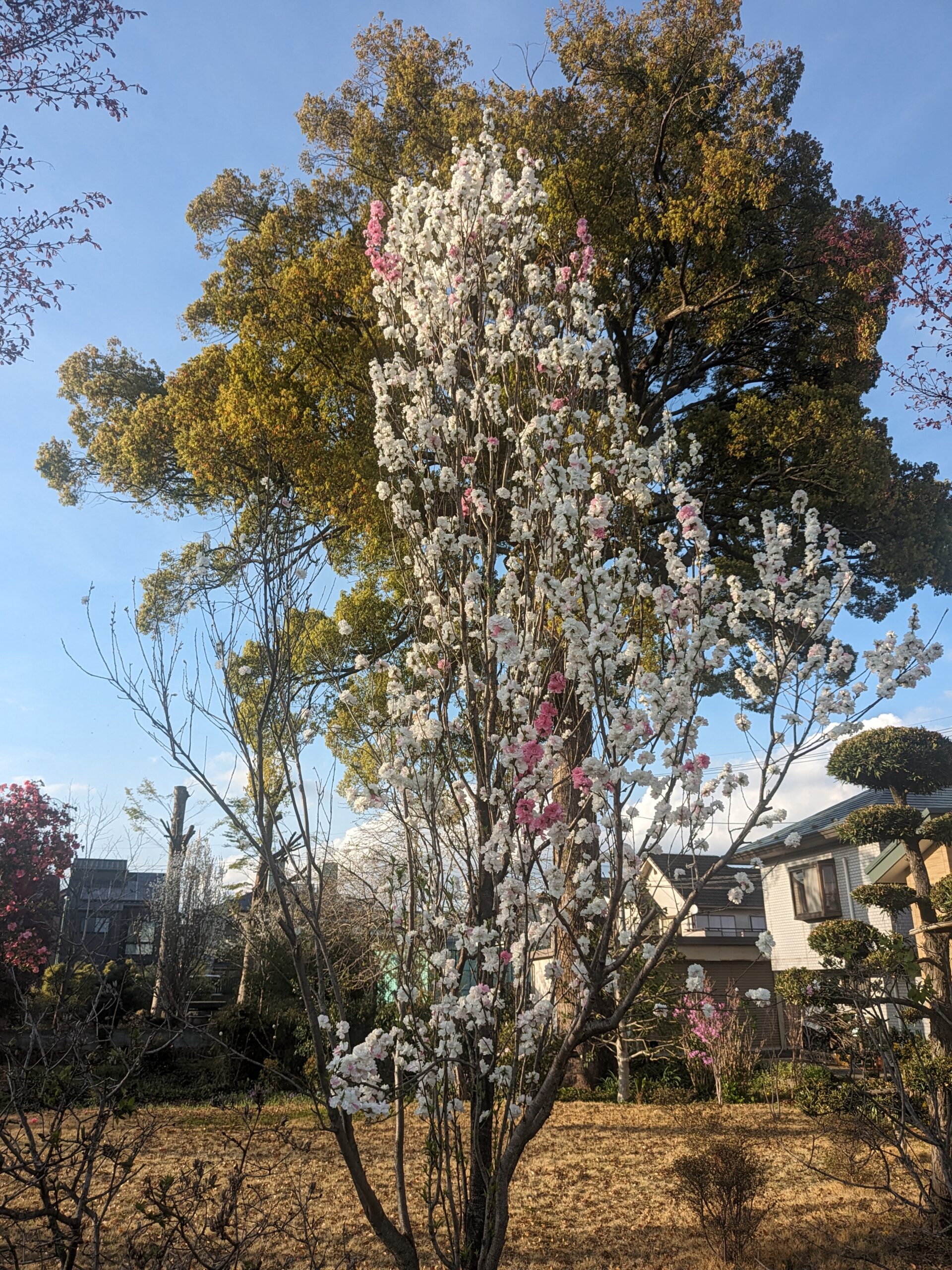 隣家の美しい花木