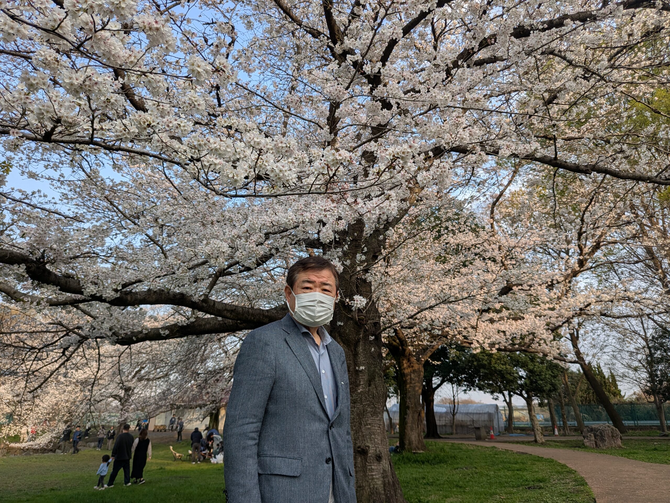 氷川(宮本)公園の桜