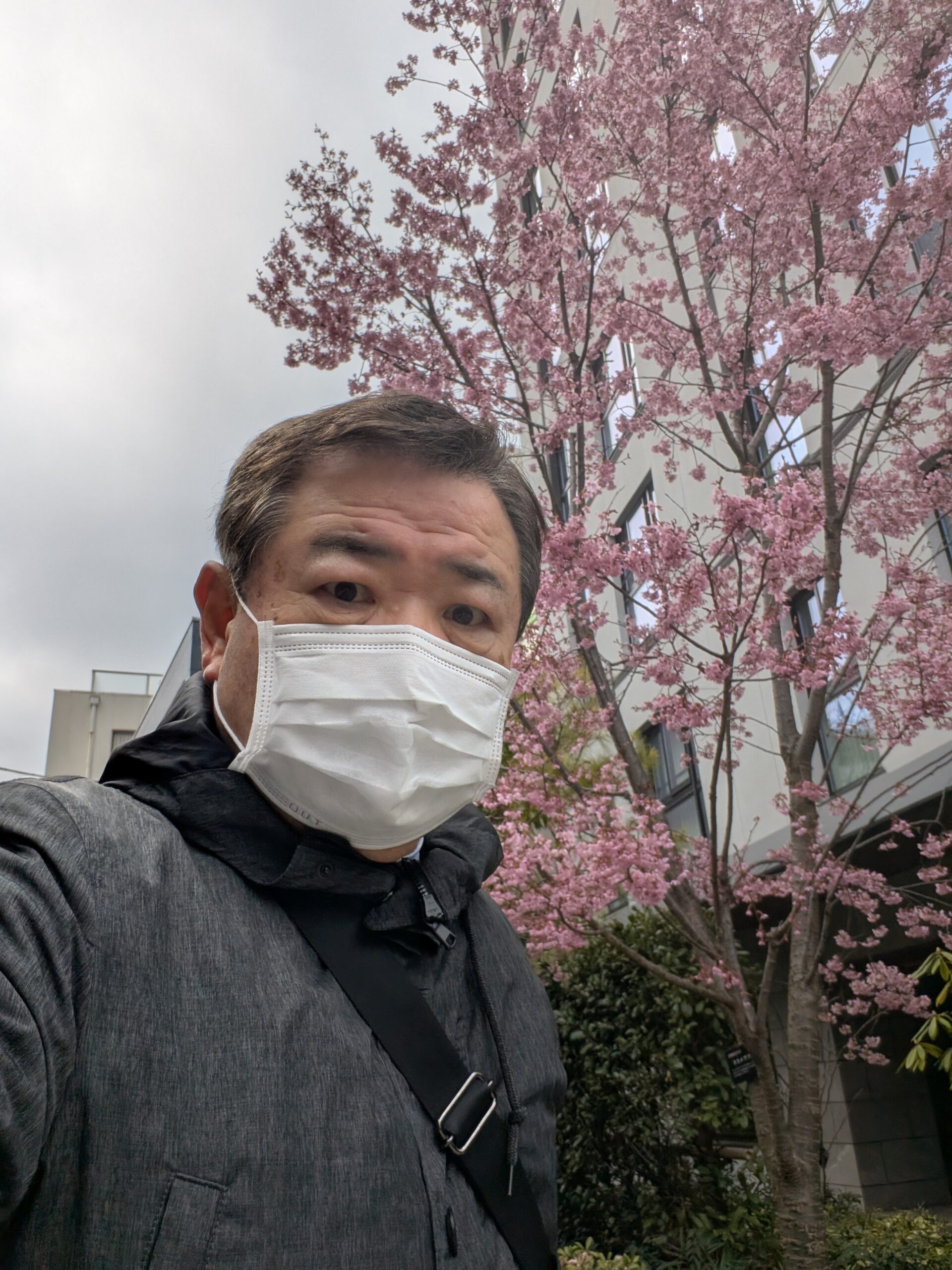 裏門通りマンションの桜