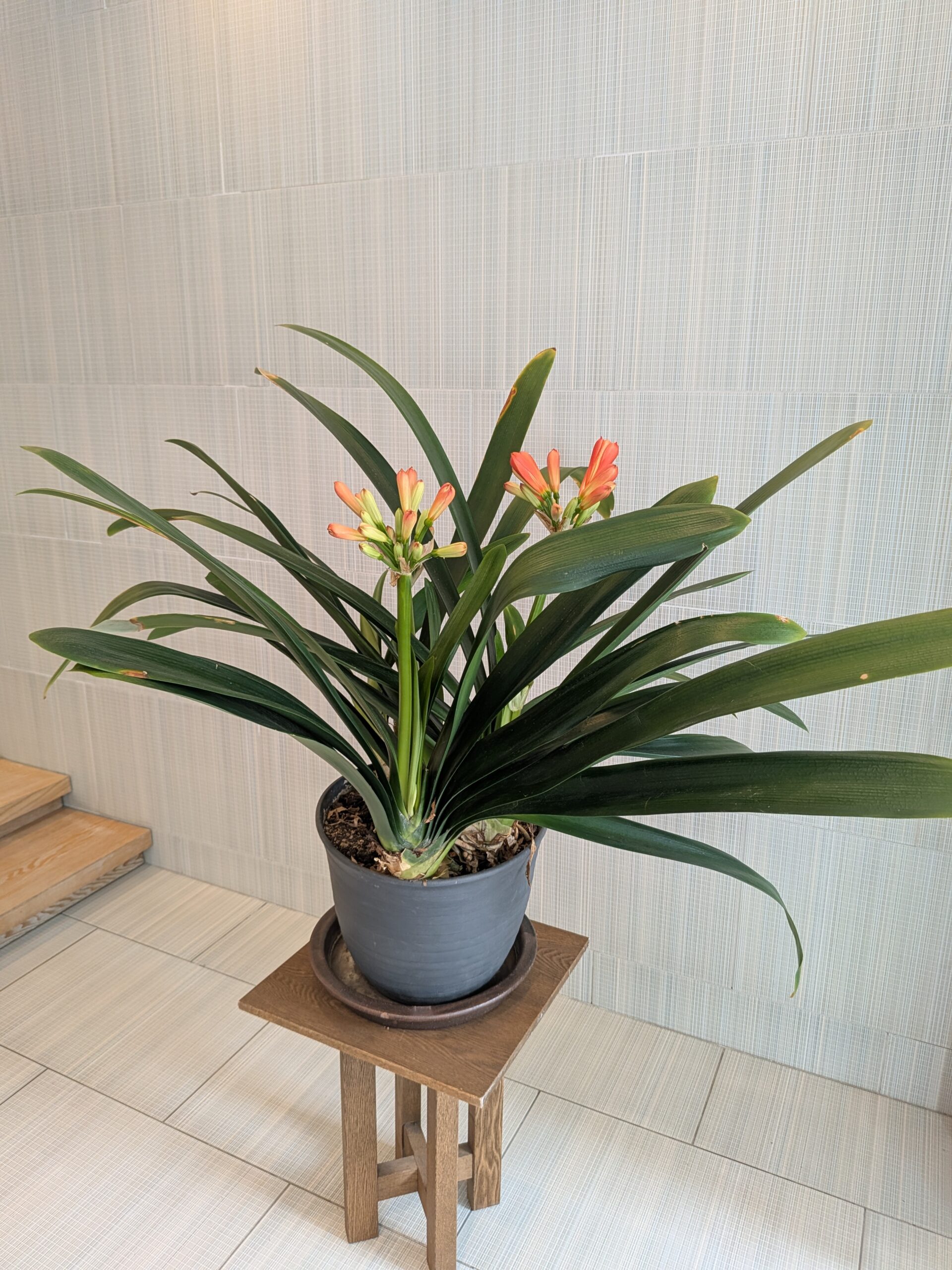 歯科医院のクンシラン