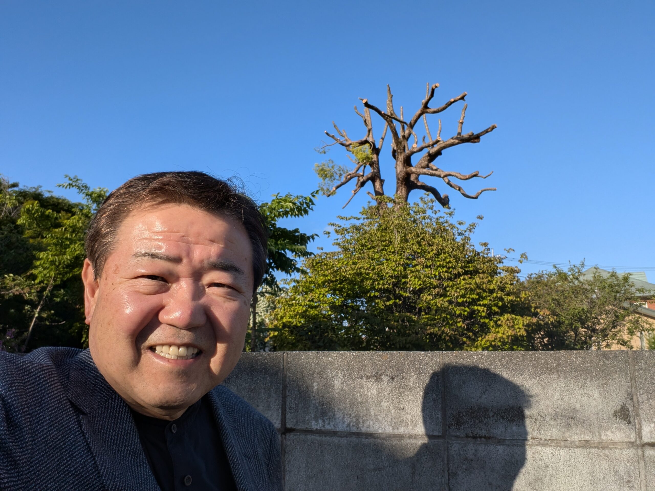 大樹楠の剪定