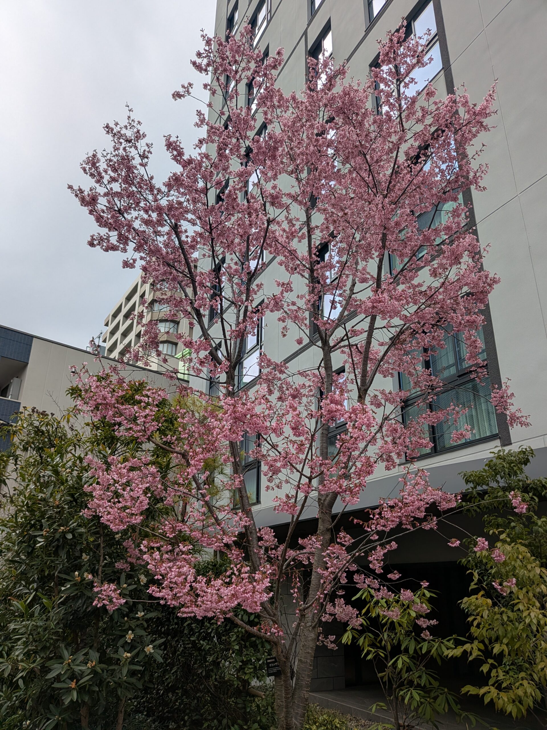 休養しています!