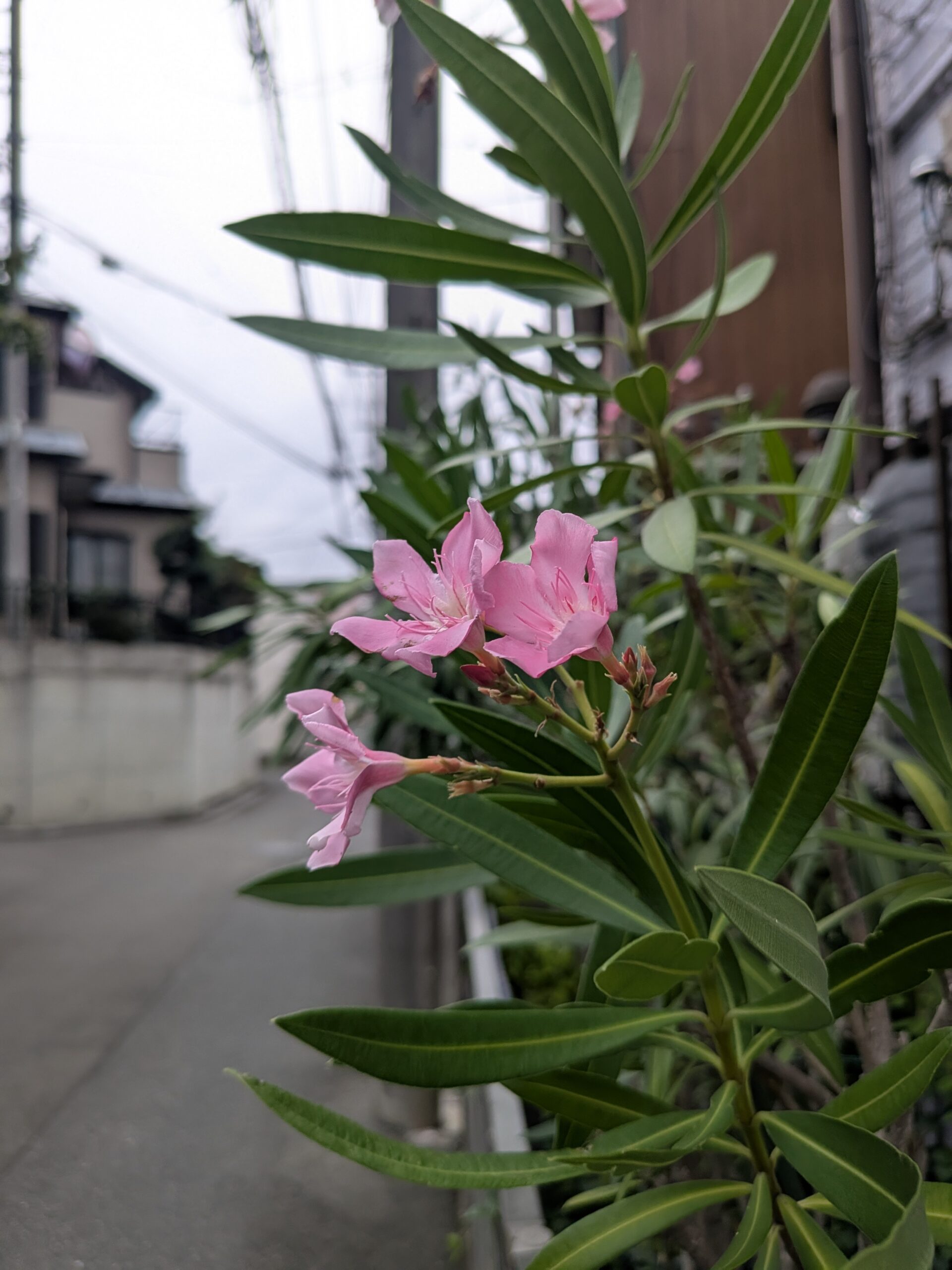 休養しています!